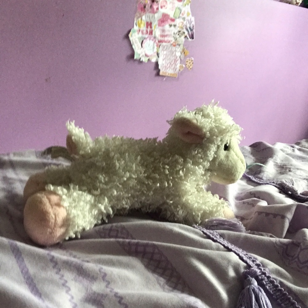 Sheep for sale